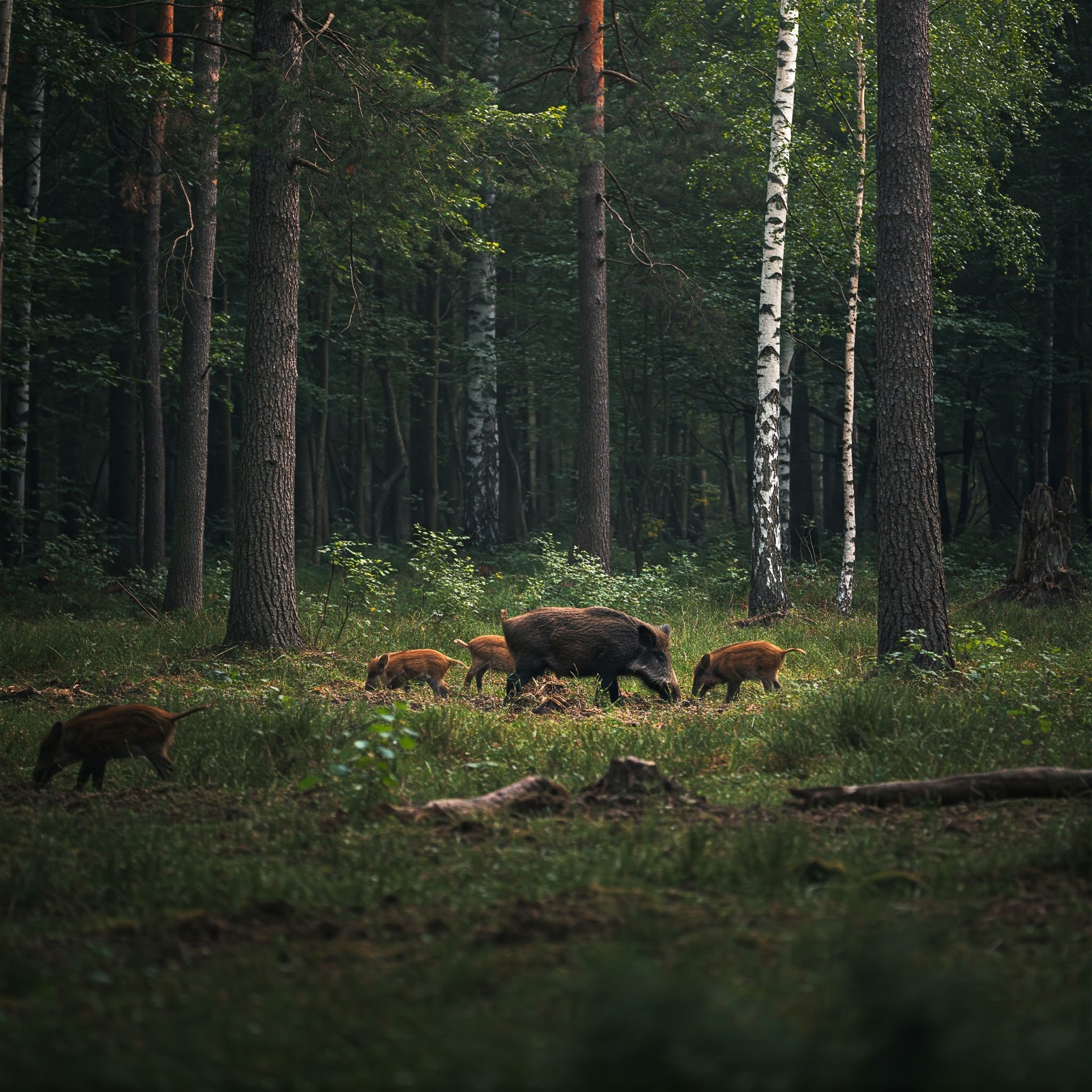3 marca - Światowy Dzień Dzikiej Przyrody
