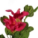 Gałązka z Różowymi Sztucznymi Kwiatami Clematisy o Wysokości 85 cm - obrazek 2