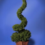 Spirala w donicy [OZS-01]