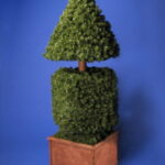 Thuja-bonsai w donicy [OKS01]