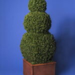 Thuja-trzy kule [OZB01]