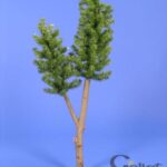 Dwie choinki na pniu [DP-02]