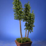 Trzy choinki w donicy [DP-05]