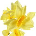 GAŁĄZKA Z 9 KWIATAMI NARCYZA 70 CM JASNO ŻÓŁTA - obrazek 2