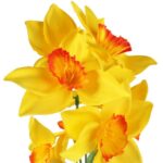 GAŁĄZKA Z 9 KWIATAMI NARCYZA 70 CM ŻÓŁTA - obrazek 2