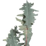 GAŁĄZKA LIŚCI DĘBU BŁOTNEGO 100 CM SZARA - obrazek 2