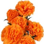 Bukiet GOŹDZIKÓW 42 cm POMARAŃCZOWY - obrazek 2