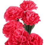 Bukiet GOŹDZIKÓW 42 cm RÓŻOWY - obrazek 2