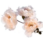 Sztuczne kwiaty - gałązka z 3 kremowymi piwoniami, 63 cm - obrazek 3