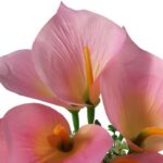 Bukiet 7 CALLI z bukszpanem 37 cm RÓŻOWY - obrazek 2