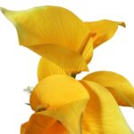 Bukiet 7 CALLI z bukszpanem 37 cm ŻÓŁTY - obrazek 2