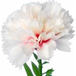 GOŹDZIK kwiat pojedynczy 30 CM KOLOR RÓŻOWY - obrazek 2