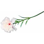 GOŹDZIK kwiat pojedynczy 30 CM KOLOR RÓŻOWY - obrazek 3