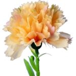 GOŹDZIK kwiat pojedynczy 30 CM KOLOR ŻÓŁTY - obrazek 2