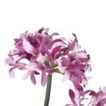 Różowy dekoracyjny czosnek w doniczce o wysokości 85 cm - obrazek 3