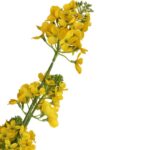 Żółty Kwiat Rzepaku w Doniczce o Wysokości 130cm - obrazek 3