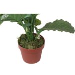 Biały Kwiat Rzepaku w Doniczce o Wysokości 130 cm - obrazek 2