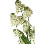 Biały Kwiat Rzepaku w Doniczce o Wysokości 130 cm - obrazek 3