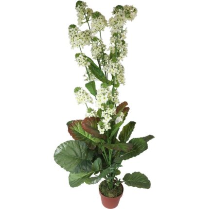 Biały Kwiat Rzepaku w Doniczce o Wysokości 130 cm