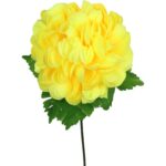 Chryzantema pojedynczy kwiat w kształcie kuli w kolorze żółtym - obrazek 2