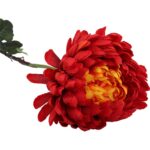 Długotrwała Chryzantema Strzępiasta Czerwona na Łodydze 80 cm - obrazek 3