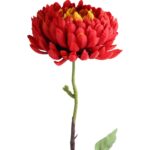 Długotrwała Chryzantema Strzępiasta Czerwona na Łodydze 80 cm