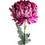 Długotrwała Chryzantema Strzępiasta Fioletowa 80 cm jako Dekoracja Wnętrz lub Kompozycji Kwiatowych