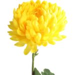 Długotrwała Chryzantema Strzępiasta Żółta 80 cm - Dekoracja Wnętrz i Kompozycji Kwiatowych