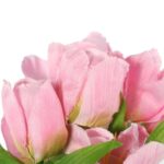 Bukiet 9 TULIPANÓW w kolorze RÓŻOWYM 32 cm - obrazek 2