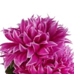 Bukiet 7 dużych chryzantem w kolorze fioletowym 74 cm - obrazek 2