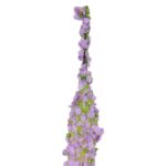 Czosnek, długi, B15-003F - obrazek 3