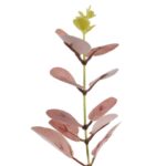 Gałązka Sztucznych Liści Eukaliptusa 80 cm różowa - obrazek 2