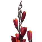 Bukiet 5 gladioli borodowo żółtych - obrazek 2