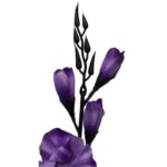 Bukiet 5 gladioli fioletowych - obrazek 2