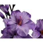 Bukiet 5 gladioli fioletowych - obrazek 3