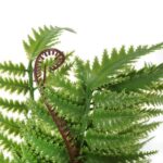 Bukiet 9 PAPROCI Z ODROSTAMI 42 cm - obrazek 2