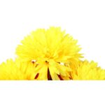 Bukiet 9 chryzantem w kolorze pomarańczowo- żółtym 52 cm - obrazek 2