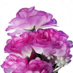 Bukiet 9 GOŹDZIKÓW w kolorze JASNO FIOLETOWYM 54 cm - obrazek 2
