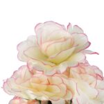 Bukiet 9 GOŹDZIKÓW w kolorze KREMOWYM 54 cm - obrazek 2