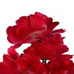 Bukiet 9 GOŹDZIKÓW w kolorze RÓŻOWYM 54 cm - obrazek 2