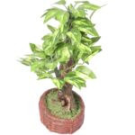 Drzewko bonsai na czerwonej podstawie - obrazek 2