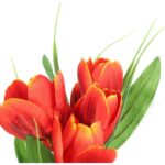 Bukiet 6 TULIPANÓW z trawką 34 cm POMARAŃCZOWY - obrazek 2