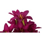 BUKIET 13 GAŁĄZEK Z CLEMATISAMI KOLOR FIOLETOWY - obrazek 2