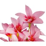 BUKIET 13 GAŁĄZEK Z CLEMATISAMI KOLOR RÓŻOWY - obrazek 2