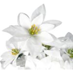 Bukiet 14 POINSECJI 44 cm KOLOR BIAŁY - obrazek 2