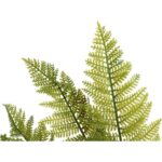 Bukiet Sztucznej Paproci 15 Gałązek - Jest jak Żywa, Wysokość 43 cm, Kolor: Zielony - obrazek 3