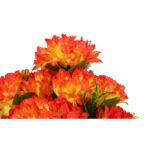 Bukiet 18 chryzantem w kolorze pomarańczowym 60 cm - obrazek 2