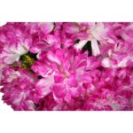 Bukiet 18 chryzantem w kolorze wrzosowym 60 cm - obrazek 3