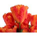 Bukiet 7 TULIPANÓW PAPUZICH 54 cm POMARAŃCZOWY - obrazek 2