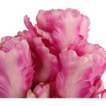 Bukiet 7 TULIPANÓW PAPUZICH 54 cm RÓŻOWY - obrazek 2